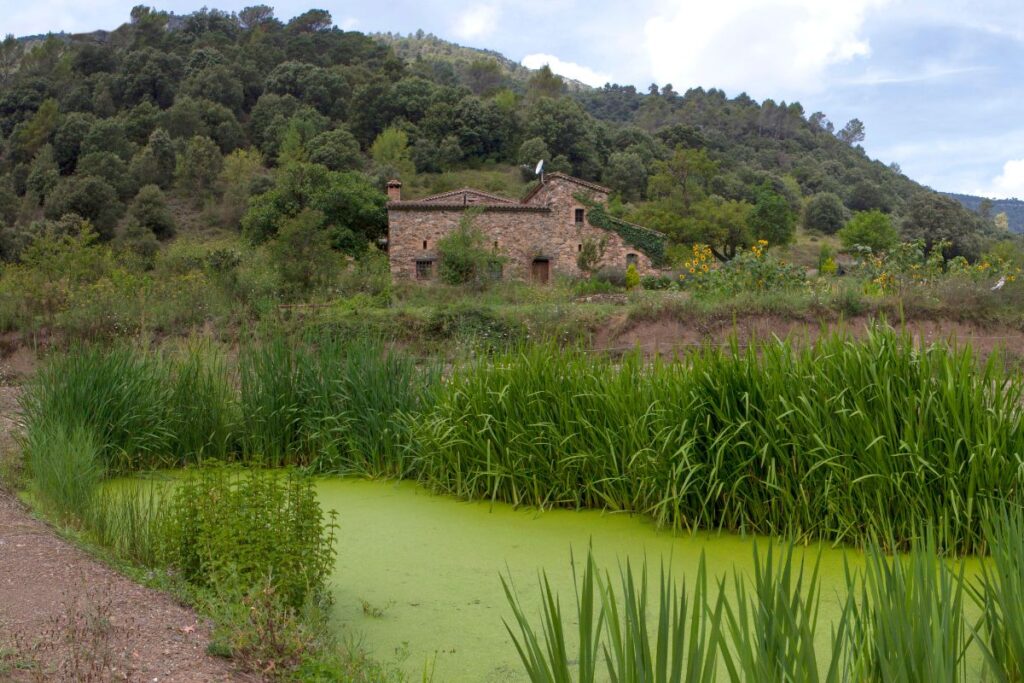 Aiguamoll artificial per aigües residuals provinents de casa de turisme rural