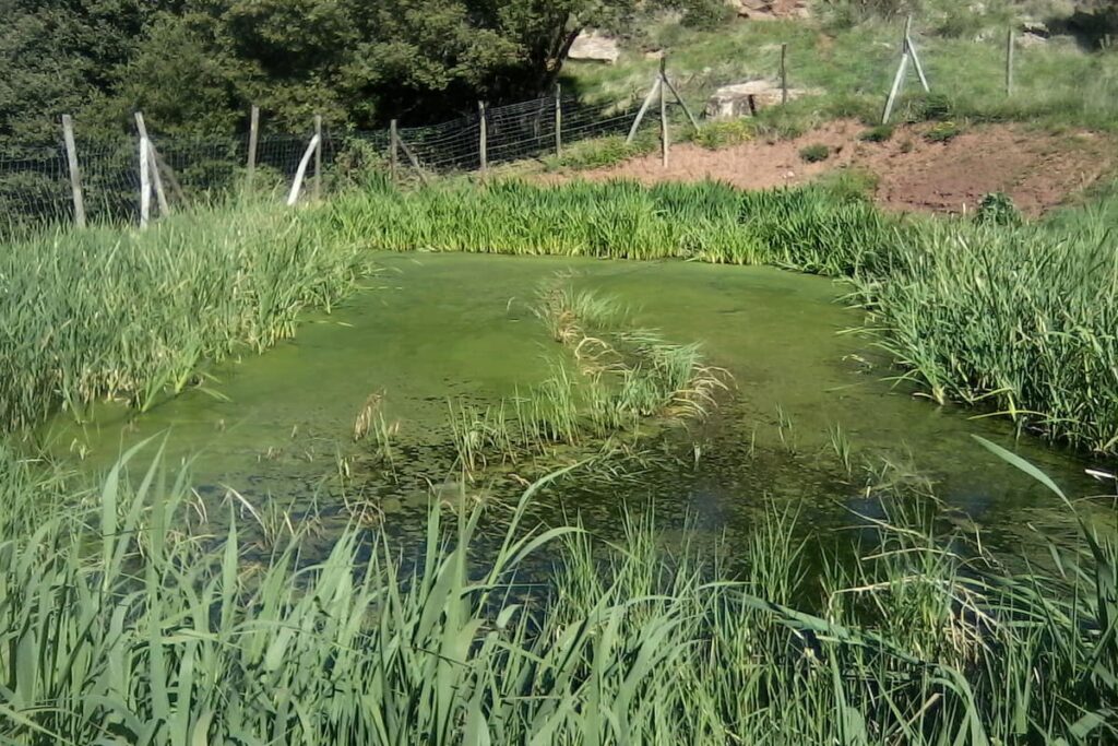 Estany facultatiu I filtre de graves de flux subsuperficial