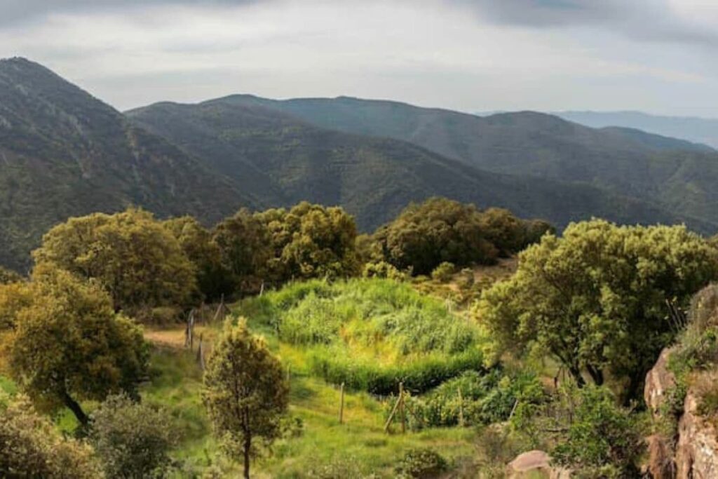 Sistema natural de depuració