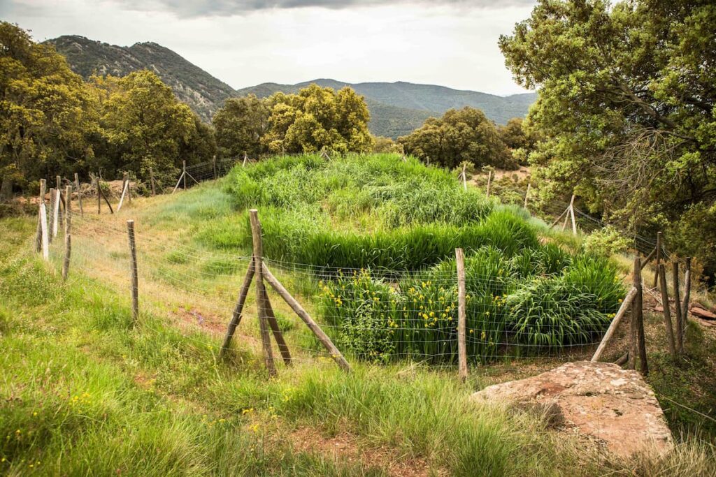 Sistema natural de depuració